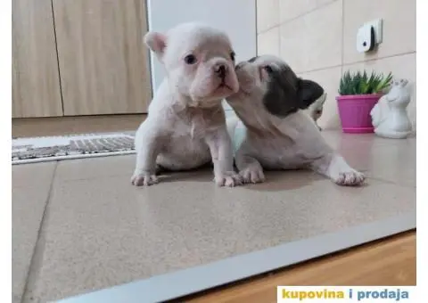 Francuski buldog - 2/2