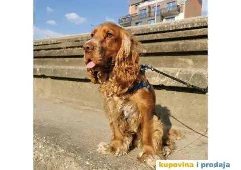 MUZJAK KOKER SPANIJELA TRAŽI ŽENKU ZA PARENJE