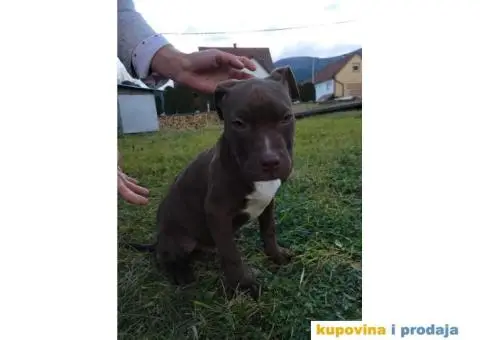Američki pit bul terijer ŠTENCI - 1/9