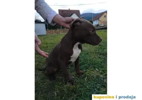 Američki pit bul terijer ŠTENCI - 2/9