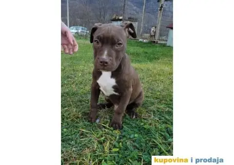 Američki pit bul terijer ŠTENCI - 3/9