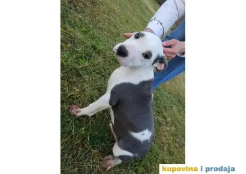 Američki pit bul terijer ŠTENCI - 4/9