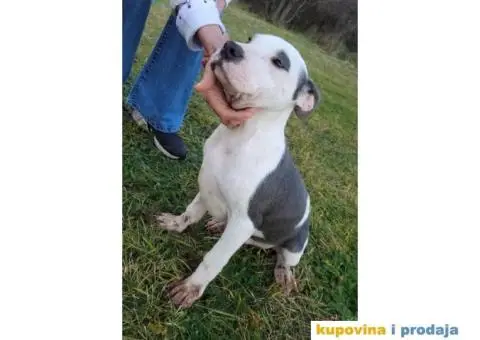 Američki pit bul terijer ŠTENCI - 5/9