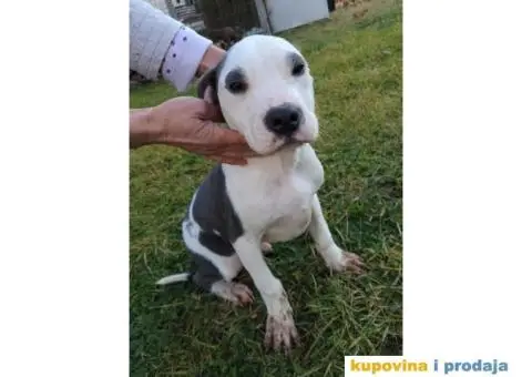 Američki pit bul terijer ŠTENCI - 6/9