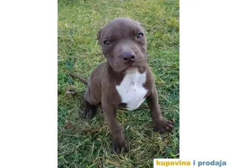 Američki pit bul terijer ŠTENCI - 7/9