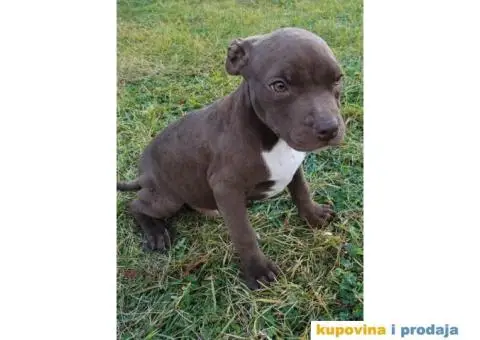 Američki pit bul terijer ŠTENCI - 8/9