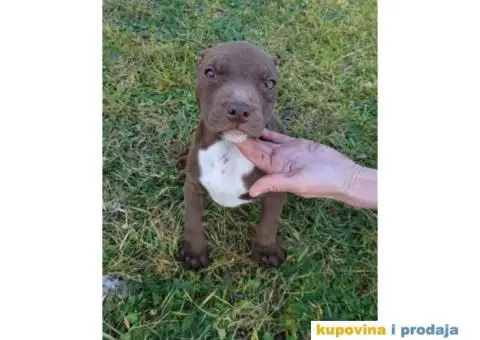 Američki pit bul terijer ŠTENCI - 9/9