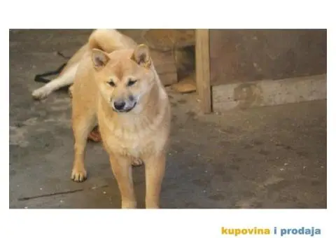 Shiba inu - 2/5