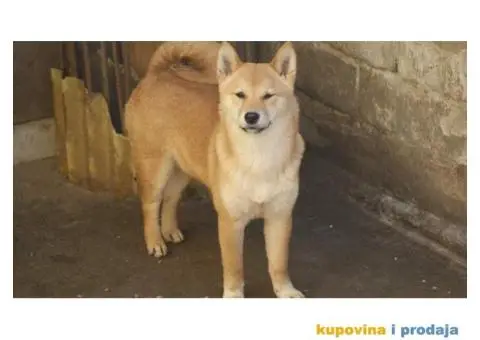 Shiba inu - 3/5