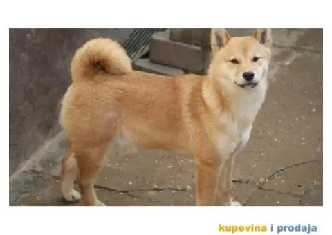 Shiba inu - 4/5