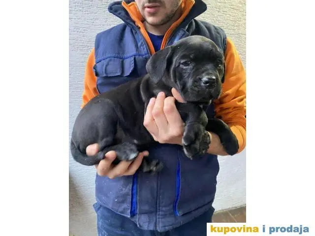 CANE CORSO štenci - 1