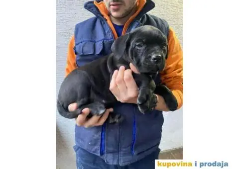 CANE CORSO štenci - 1/13