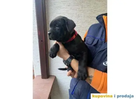 CANE CORSO štenci - 2/13