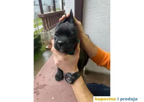 CANE CORSO štenci - 4/13
