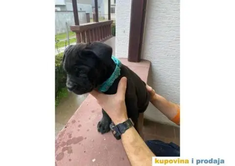 CANE CORSO štenci - 5/13