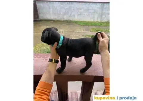 CANE CORSO štenci - 6/13