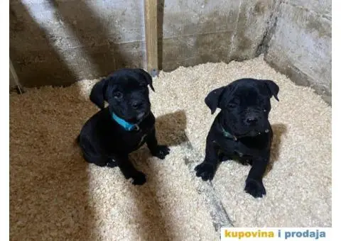 CANE CORSO štenci - 7/13