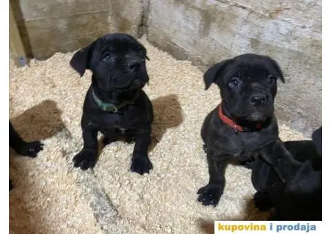 CANE CORSO štenci - 8/13