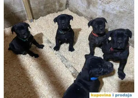 CANE CORSO štenci - 9/13