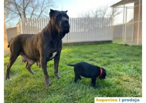 CANE CORSO štenci - 10/13