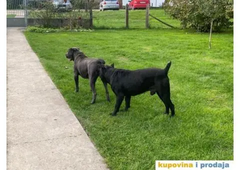 CANE CORSO štenci - 11/13
