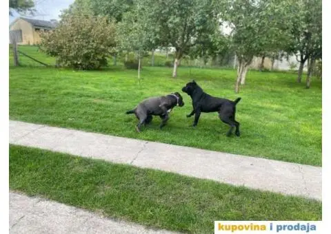 CANE CORSO štenci - 12/13