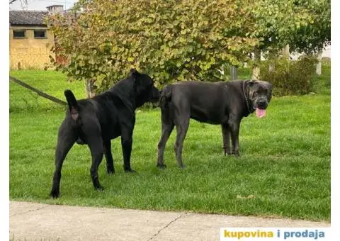 CANE CORSO štenci - 13/13