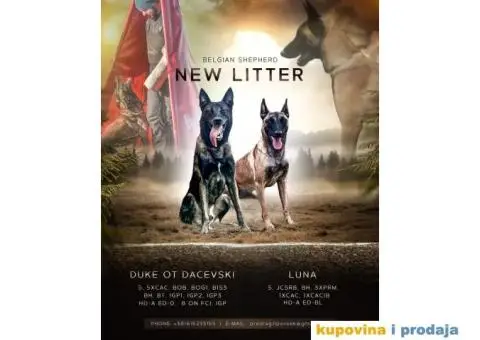 Belgijski Ovčar štenci - 1/15