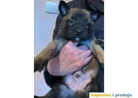 Belgijski Ovčar štenci - 3/15