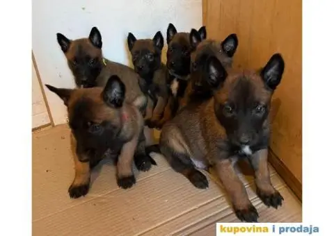 Belgijski Ovčar štenci - 4/15