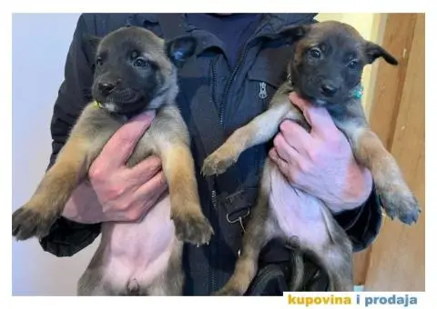 Belgijski Ovčar štenci - 5/15