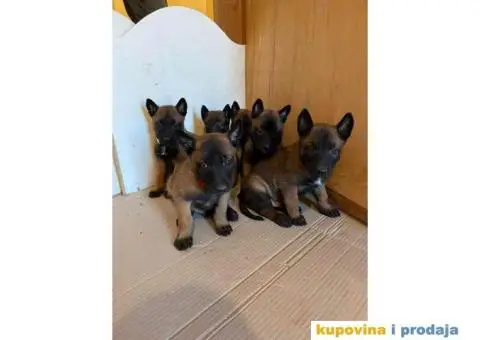 Belgijski Ovčar štenci - 6/15