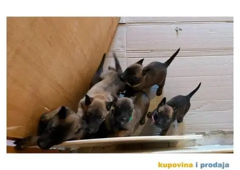 Belgijski Ovčar štenci - 7/15