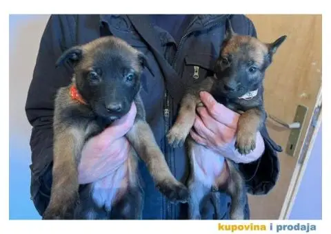 Belgijski Ovčar štenci - 8/15