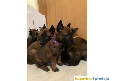 Belgijski Ovčar štenci - 10/15