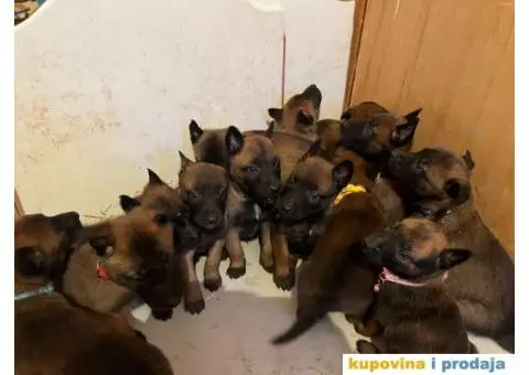 Belgijski Ovčar štenci - 11/15
