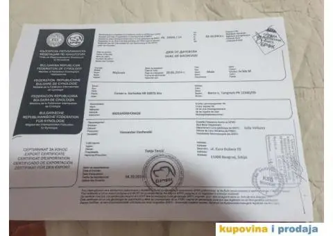 Belgijski Ovčar štenci - 12/15