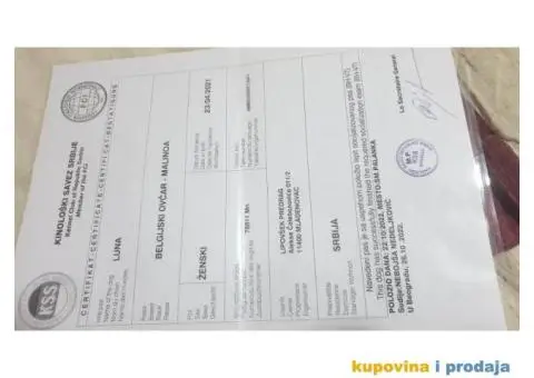 Belgijski Ovčar štenci - 13/15