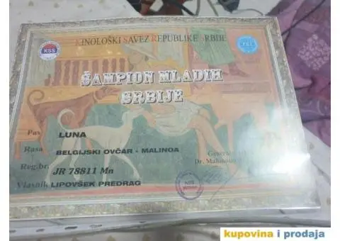 Belgijski Ovčar štenci - 14/15