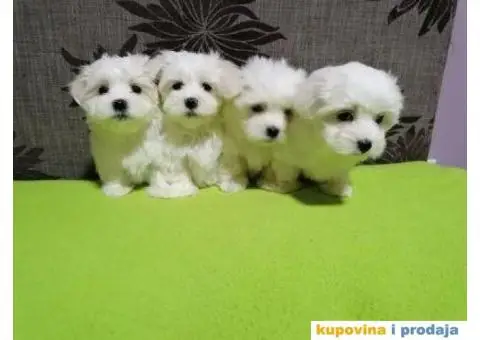 Maltezer štenci - 1/5