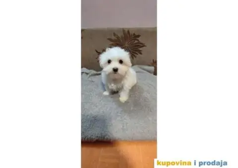 Maltezer štenci - 2/5
