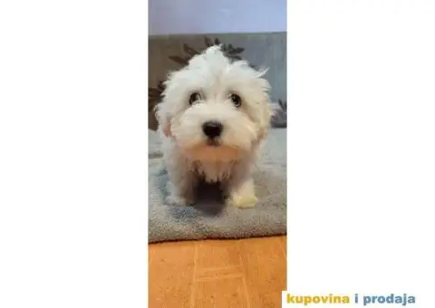 Maltezer štenci - 3/5