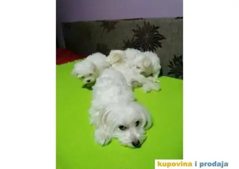 Maltezer štenci - 4/5
