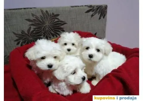 Maltezer štenci - 5/5