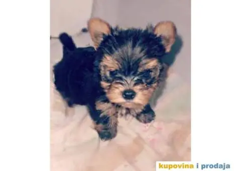 Jorkširski terijer YORKI - 1/9