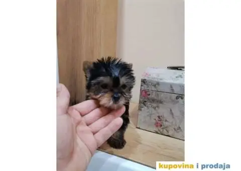 Jorkširski terijer YORKI - 2/9