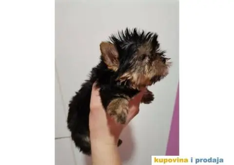 Jorkširski terijer YORKI - 3/9