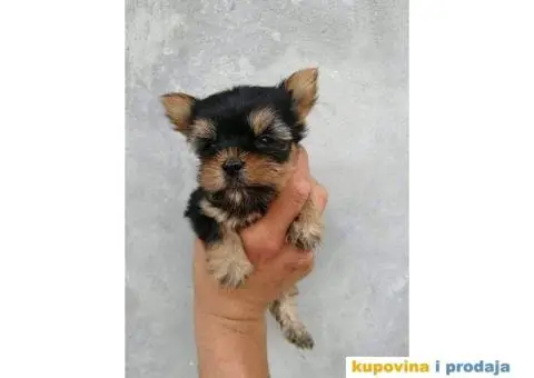 Jorkširski terijer YORKI - 4/9
