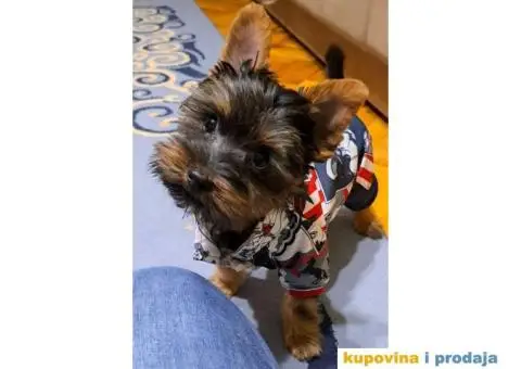 Jorkširski terijer YORKI - 5/9