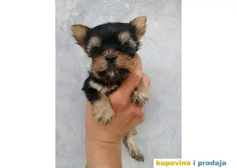 Jorkširski terijer YORKI - 6/9